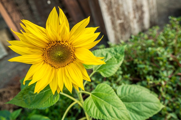 La fleur jaune pousse abandonnée dans un environnement urbain