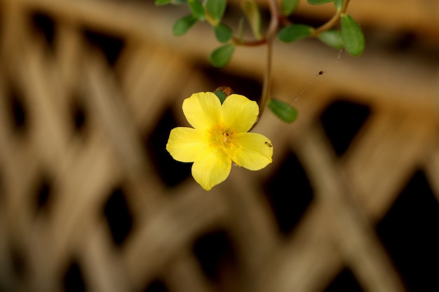 fleur jaune à proximité