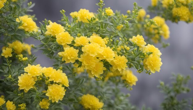 Photo une fleur jaune qui est sur un buisson vert