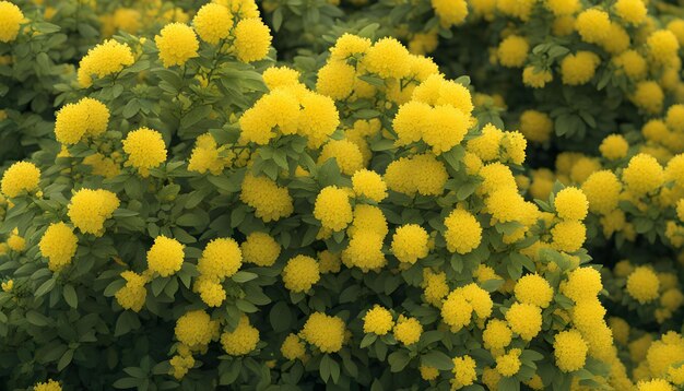 une fleur jaune qui fleurit au printemps