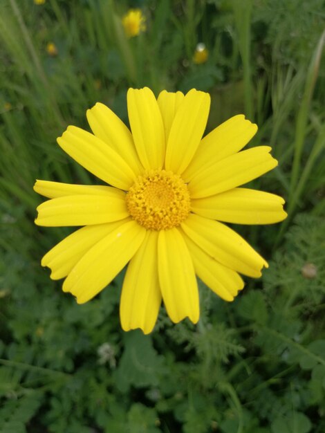 Une fleur jaune qui fleurit à l'extérieur