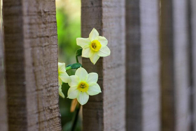 Fleur jaune qui fleurit parmi les haies en bois Narcissus