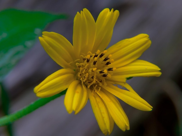 Une fleur jaune qui pousse dans la cour.