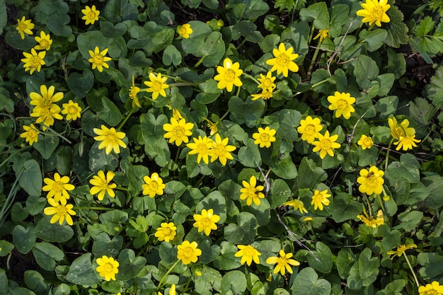 Fleur jaune renoncule qui fleurit au printemps