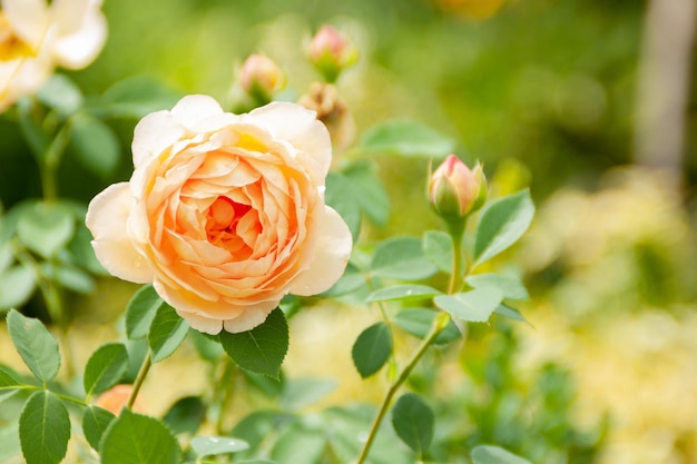 Photo fleur jaune rose dans le jardin des roses roses