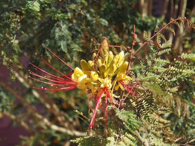 Photo une fleur jaune et rouge