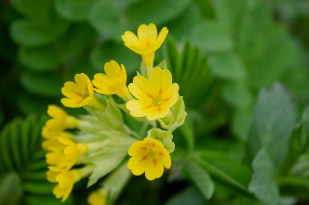 Fleur jaune sauvage sur fond d'herbe