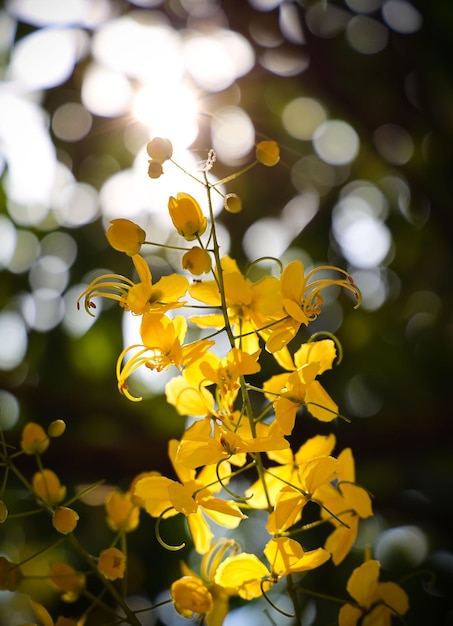 Une fleur jaune avec le soleil qui brille à travers les feuilles