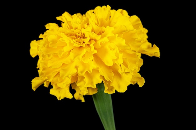 Fleur jaune de souci lat Tagetes isolé sur fond noir