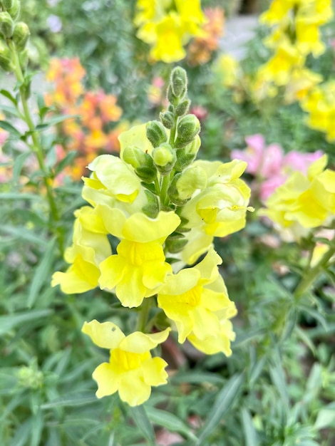 Une fleur jaune avec une tige verte et un bouton rose au milieu.