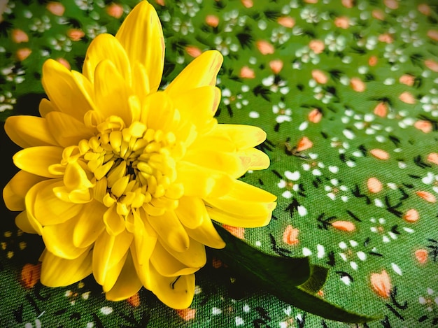 une fleur jaune avec une tige verte est montrée au centre