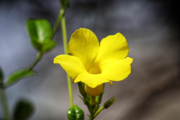 Une fleur jaune avec une tige verte et un fond flou.