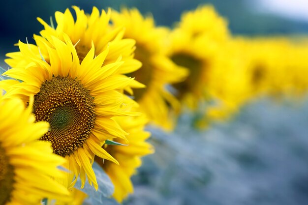 Fleur jaune de tournesol dans un champ libre. botanique et végétation