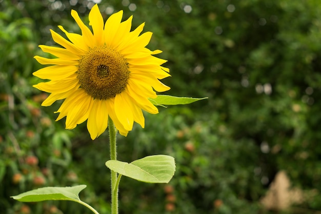 Fleur jaune d'un tournesol. Source d'huile végétale