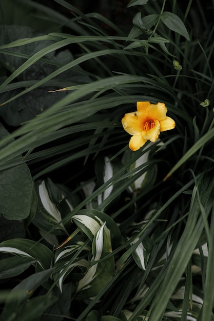 Fleur jaune tropicale