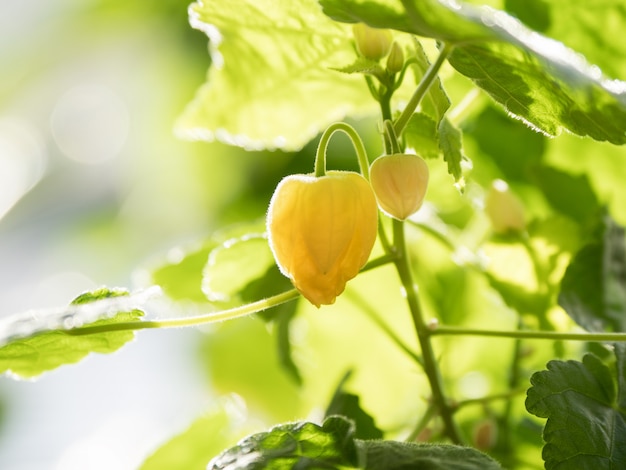 Fleur jaune-vert. Bourgeon d'Abutilon jaune. Fermer.