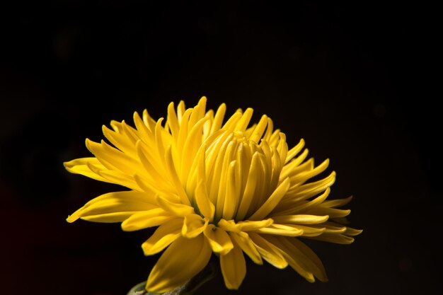 Fleur jaune vif sur fond noir