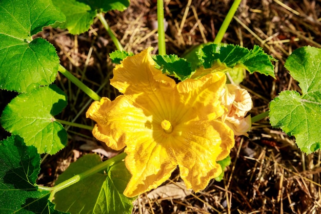 La fleur jaune vif orne les courgettes non mûres
