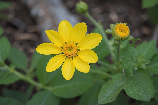 La fleur jaune