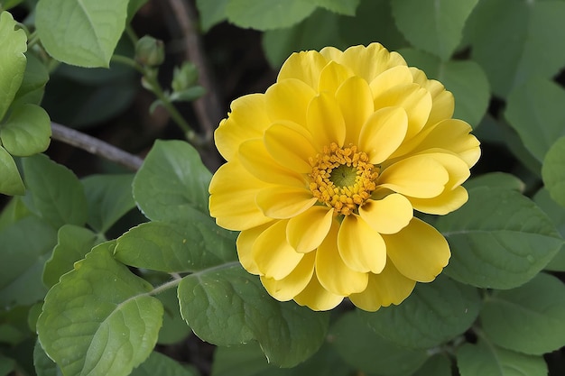 La fleur jaune