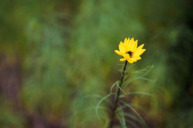 Fleur jaune