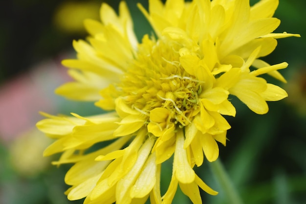 Une fleur jaune