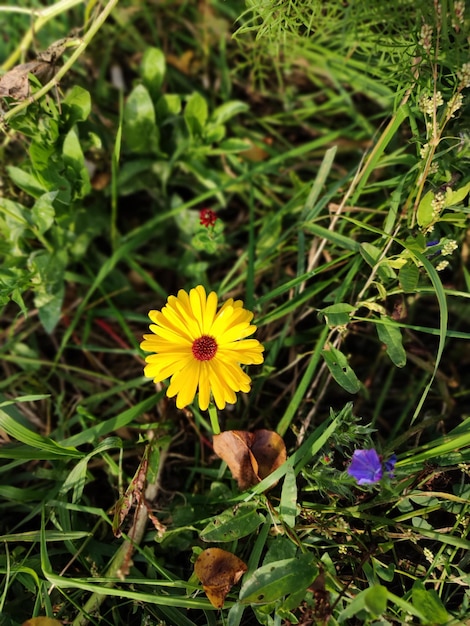 Fleur jaune