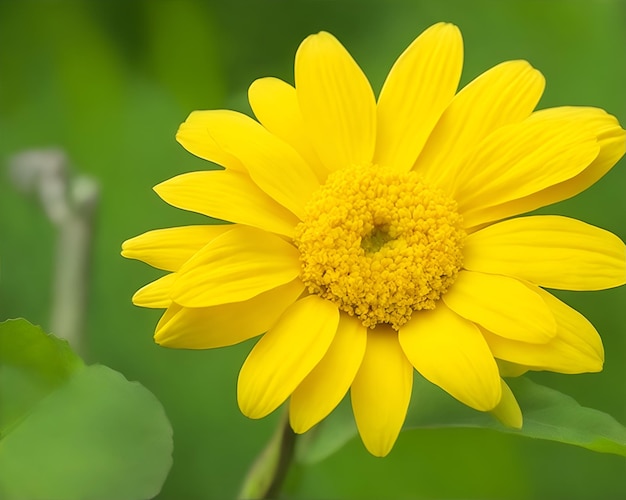 Une fleur jaune