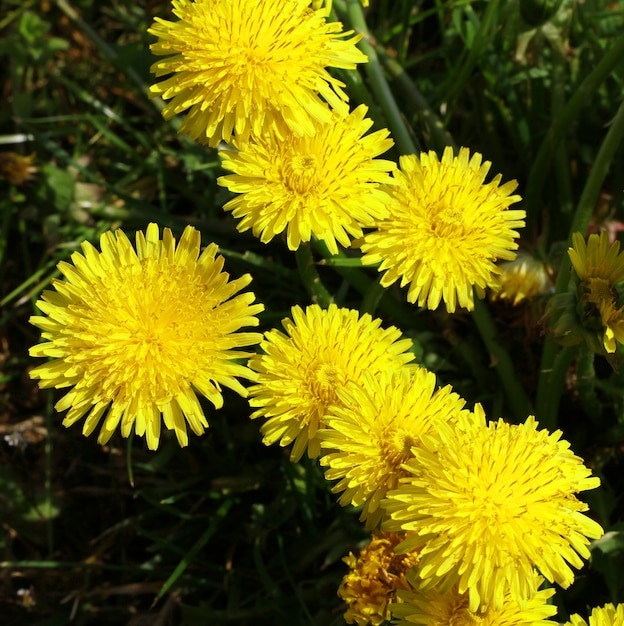 fleur jaune