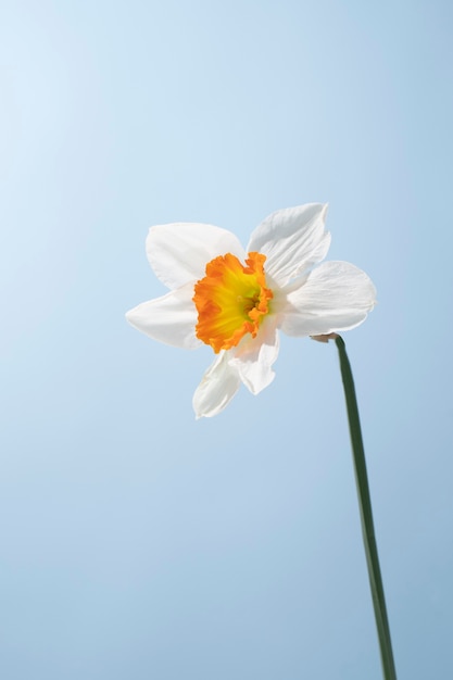 Fleur de jonquille dans le ciel