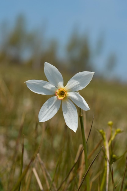 Fleur de jonquille à l'état sauvage