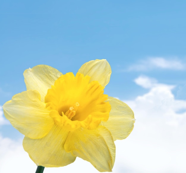 Fleur de jonquille jaune, vue rapprochée