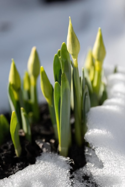 Fleur de jonquille narcisse au début du printemps qui pousse dans la neige