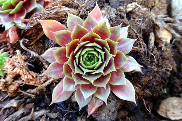 Fleur de Jovibarba Sempervivum (joubarbe)