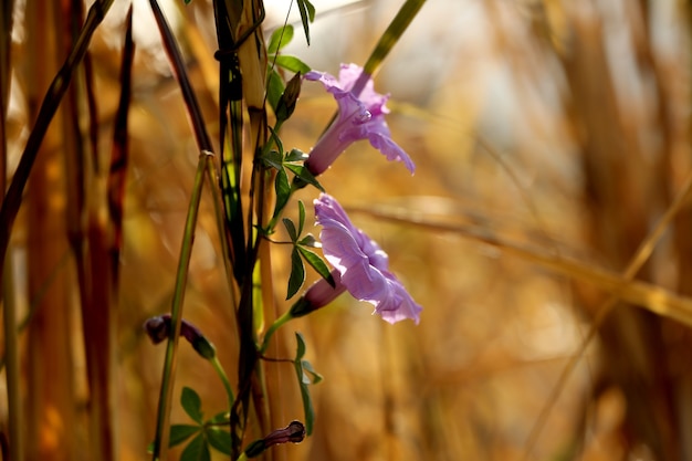 fleur de la jungle