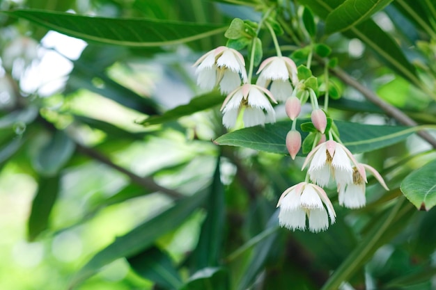 Photo fleur de jupons de fée muguet dans le jardin