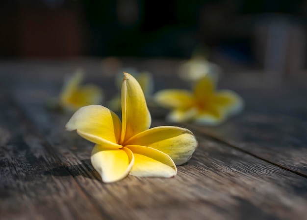 Fleur de Kamboja Plumeria connue sous le nom de fleurs de Lei et Frangipan