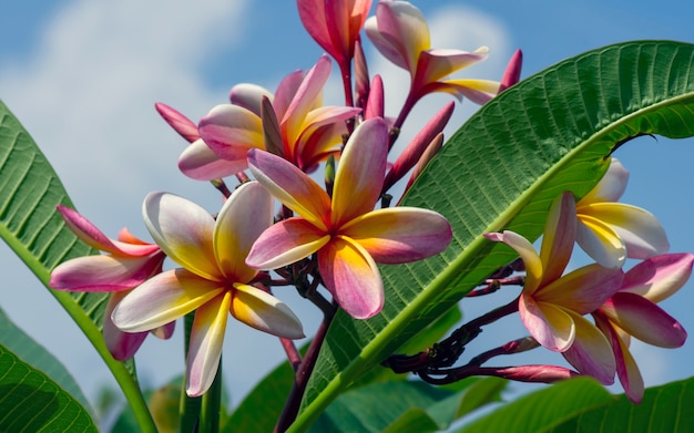 Fleur de Kamboja (Plumeria), également connue sous le nom de fleurs de Lei et de frangipanier