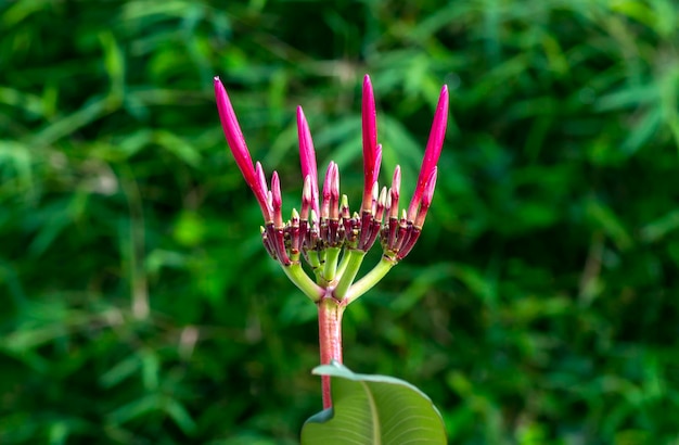 Fleur de Kamboja pourpre Plumeria un genre de plantes à fleurs de la famille des Apocynaceae