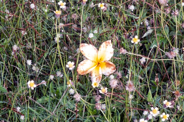 Fleur de Kamboja pourrie Plumeria également connue sous le nom de fleurs Lei et Frangipani en mise au point superficielle sur l'herbe