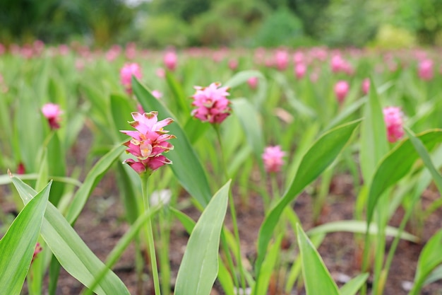 Fleur de Krachai en fleurs rose (tulipe de Siam) dans le jardin d&#39;été.