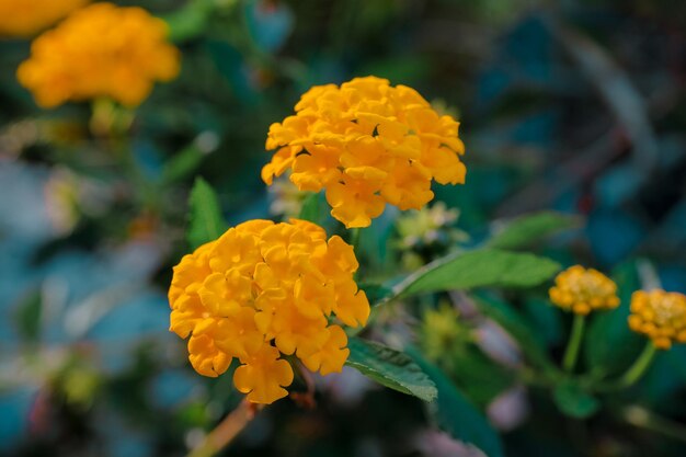 Photo fleur de lantana des antilles