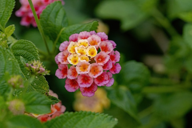 Fleur de Lantana commun de l'espèce Lantana camara avec mise au point sélective