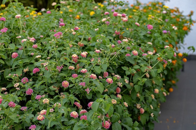 Fleur de Lantana commun de l'espèce Lantana camara avec mise au point sélective