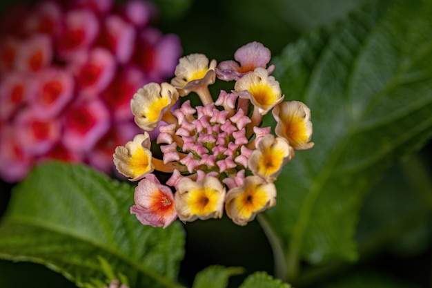 Fleur de Lantana commun de l'espèce Lantana camara avec mise au point sélective