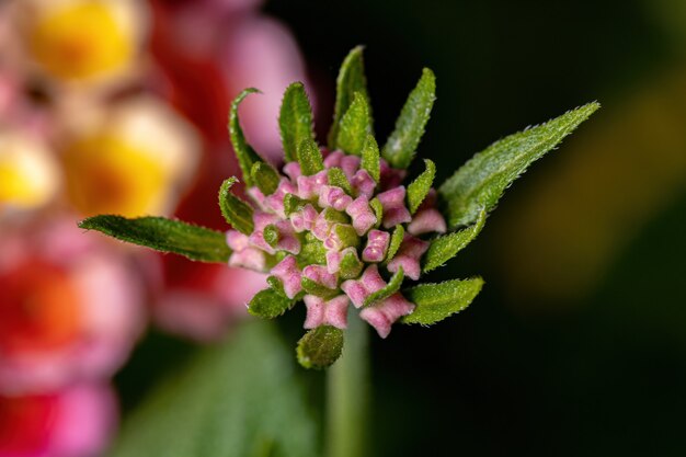 Fleur de Lantana commun de l'espèce Lantana camara avec mise au point sélective