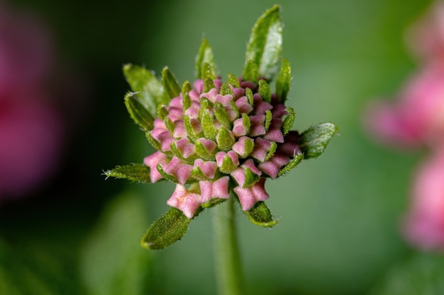 Fleur de Lantana commun de l'espèce Lantana camara avec mise au point sélective