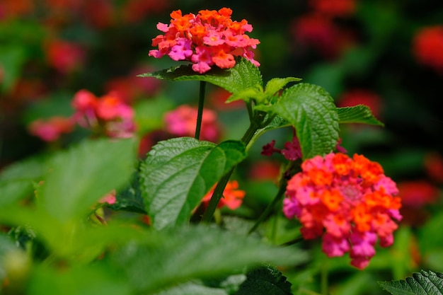 La fleur de Lantana horrida est une espèce de plante à fleurs de la famille des verveines. vivent dans de nombreux habitats.