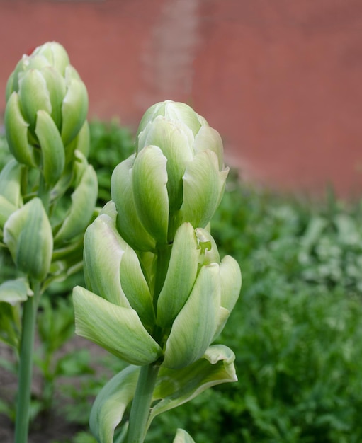 Fleur avec de larges pétales verts Tulipes Viridiflora ou tulipes vertes Jardin de printemps avec tulipe verte Brooklyn Belle culture de fleurs de tulipes de Brooklyn