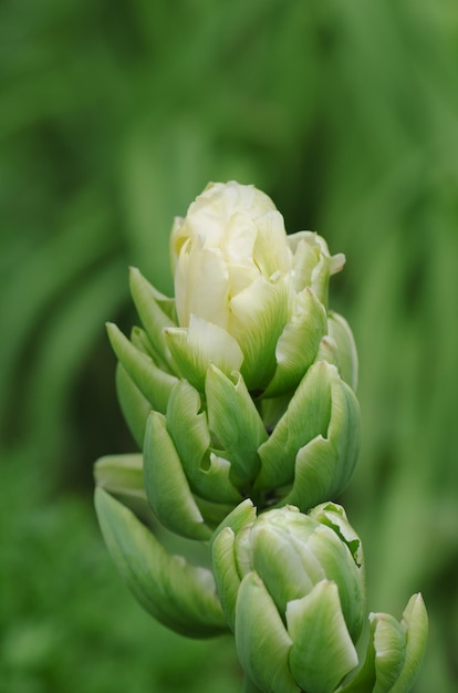 Fleur avec de larges pétales verts Tulipes Viridiflora ou tulipes vertes Jardin de printemps avec tulipe verte Brooklyn Belle culture de fleurs de tulipes de Brooklyn